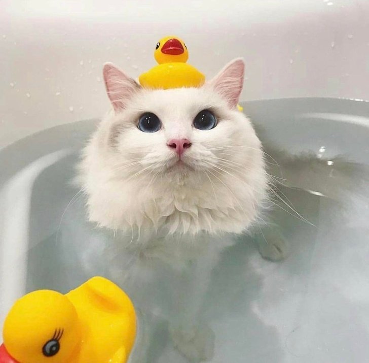 cat with rubber ducks