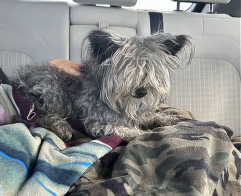 Owl, reunited with his family after years away from home. Photo: AZ Family.