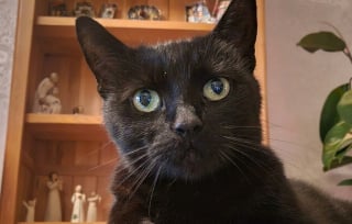 Illustration de l'article : 6 years after a car crash, a woman learns on her 62nd birthday that her missing cat is alive
