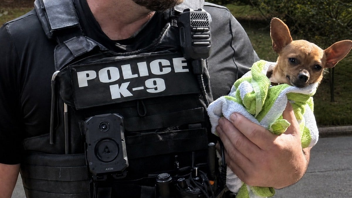 Illustration : "Officer uses his own water to rinse bleach from stolen dog found in car"