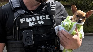 Illustration : "Officer uses his own water to rinse bleach from stolen dog found in car"