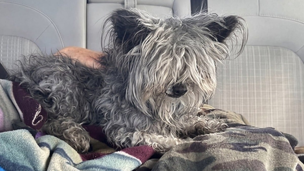 Illustration : "Missing for over 4 years, this dog is finally back with his family thanks to his microchip"