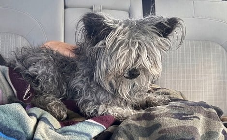 Missing for over 4 years, this dog is finally back with his family thanks to his microchip