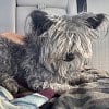 Illustration : Missing for over 4 years, this dog is finally back with his family thanks to his microchip