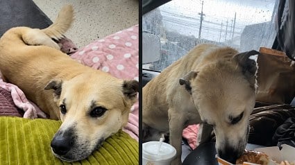Illustration : Stray dog jumps into hiker's truck to escape the rain &ndash; and never leaves