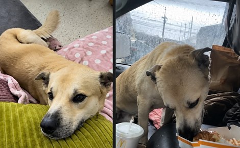 Stray dog jumps into hiker's truck to escape the rain – and never leaves