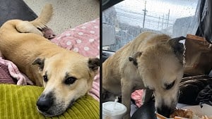 Illustration : "Stray dog jumps into hiker's truck to escape the rain – and never leaves"