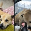 Illustration : Stray dog jumps into hiker's truck to escape the rain &ndash; and never leaves