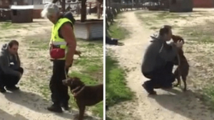 Illustration : "The heart-warming moment a lost dog was reunited with its owner (video)"