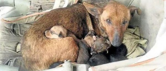 Illustration : "An adorable female stray dog that became a life-saving heroine!"