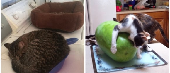 Illustration : "25 hilarious cat photos that will have you in stiches"