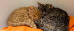 Illustration : "A happy ending for a sad kitten who constantly cried because he missed his sister"