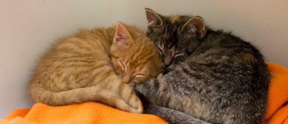 Illustration : "A happy ending for a sad kitten who constantly cried because he missed his sister"