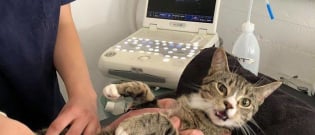 Illustration : "A pregnant stray cat's hilarious reaction manages to break the internet"