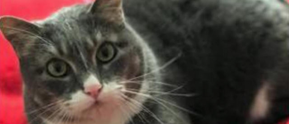 Illustration : "Meet the heroic cat that saved it's owner's life when he suffered a heart attack!"