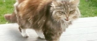 Illustration : "The story of a grateful cat who loves to offer her neighbours flowers (video)"