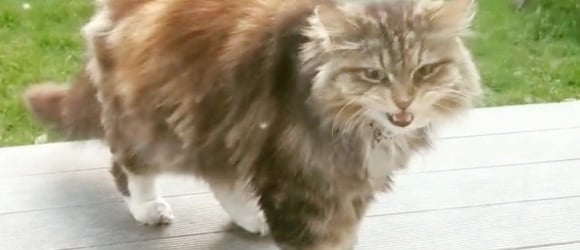 Illustration : "The story of a grateful cat who loves to offer her neighbours flowers (video)"