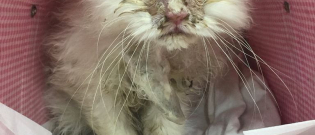 Illustration : "A seriously ill stray cat avoids certain death thanks to an animal-loving Good Samaritan"