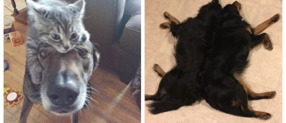 Illustration : " 25 photos of pets that prove 2 is the magic number!"