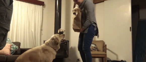 Illustration : "Check out this dog's adorable reaction when she realises that she's got a new playmate (video)"
