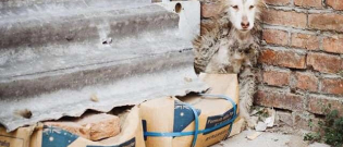 Illustration : "Starving and lonely, this loveable dog was given a second chance in life"