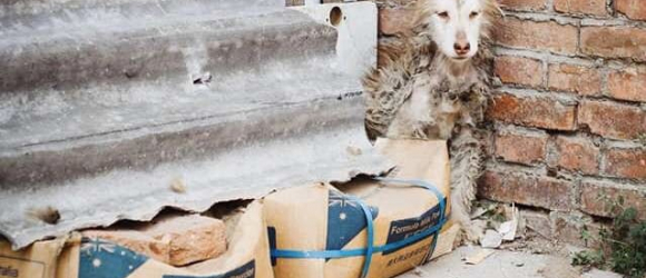 Illustration : "Starving and lonely, this loveable dog was given a second chance in life"
