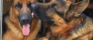 Illustration : "16 photos that will make anyone fall in love with German Shepherds!"