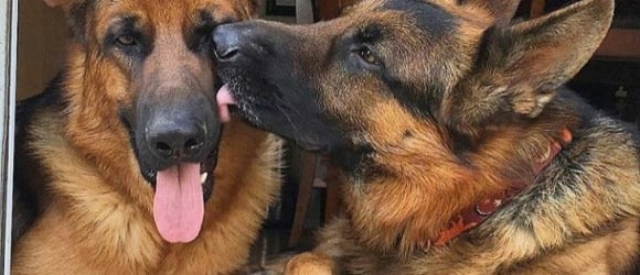 Illustration : "16 photos that will make anyone fall in love with German Shepherds!"