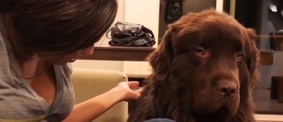 Illustration : "A dog that was furious with its owner only wanted to hear these 2 words (video)"