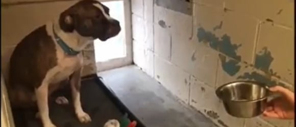 Illustration : "This abandoned dog wouldn't let anyone approach her until the day she made a new friend"