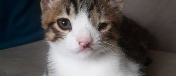 Illustration : "An adorable cat with a cleft lip that hugs everything he sleeps on!"