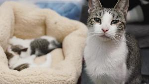 Illustration : This rescue cat's so grateful, she smothers her rescuers in kisses whenever she can