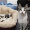 Illustration : This rescue cat's so grateful, she smothers her rescuers in kisses whenever she can