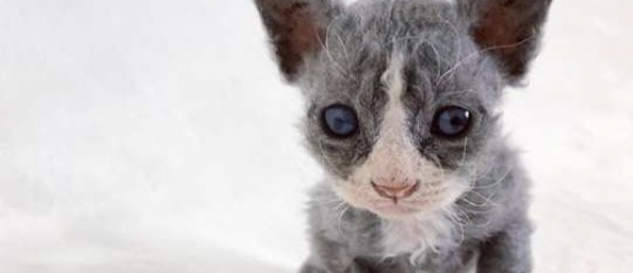 Illustration : "People were astonished to find this 'felt toy' and his family alive!"