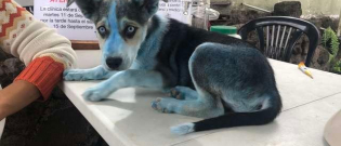 Illustration : "Imagine these vets' surprise when a blue dog rocked up at their clinic!"