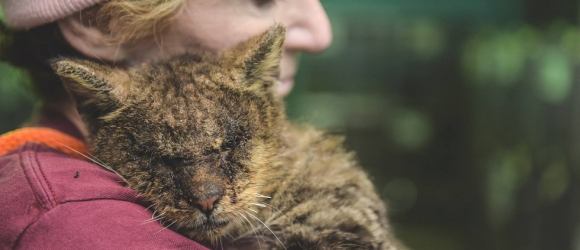 Illustration : "A poorly cat that nobody wanted to touch finally received his first long-awaited hug"