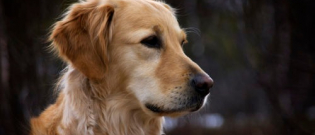 Illustration : "7 dog breeds that are famous for their affectionate personalities!"