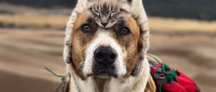 Illustration : "Henry the dog and Baloo the cat love taking walks together and these photos will leave you feeling all fuzzy inside!"