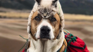 Illustration : Henry the dog and Baloo the cat love taking walks together and these photos will leave you feeling all fuzzy inside!