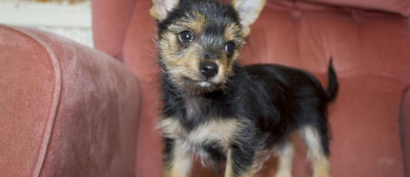 Illustration : "18 adorable photos of Yorkshire Terrier cross breeds"