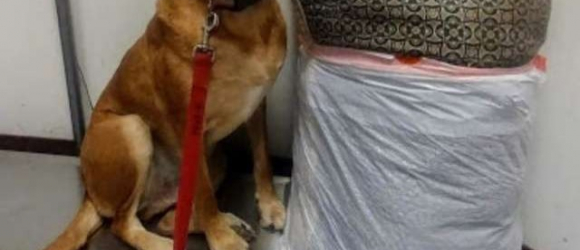 Illustration : "3 years after he was first adopted from a refuge, this dog was abandoned for a second time"