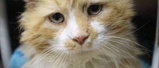 Illustration : "Abandoned by his family, this cat covered 12 miles to return home, only to find that his owners still didn’t want him"