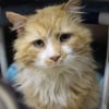Illustration : Abandoned by his family, this cat covered 12 miles to return home, only to find that his owners still didn&rsquo;t want him