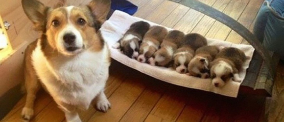 Illustration : "19 photos of cats and dogs proudly showing off their litters"