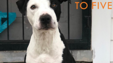 Illustration : An owner abandoned their dog at a groomer's, but thankfully this story has a happy ending!