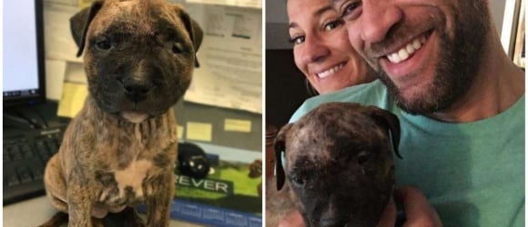 Illustration : "Found injured, cold and terrified, this puppy's now ready to enjoy her new lease of life"