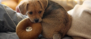 Illustration : "5 ways your dog will show you how much it loves you"