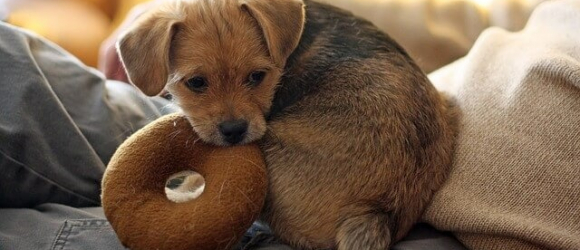 Illustration : "5 ways your dog will show you how much it loves you"