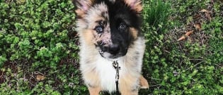Illustration : "These 18 cross-bred dogs are nothing short of awesome"