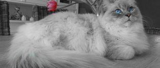 Illustration : "6 of the most popular breeds of large domesticated cats"